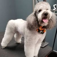 Animal Kare Center ico