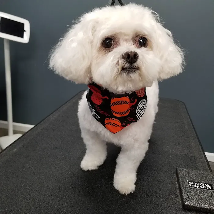 Animal Kare Center Picture 4