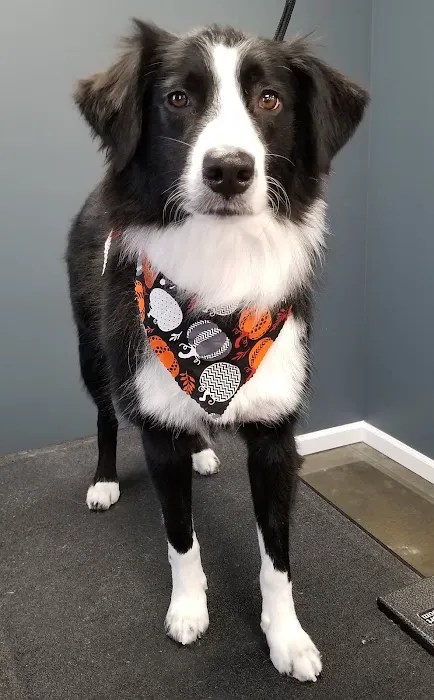 Animal Kare Center Picture 3