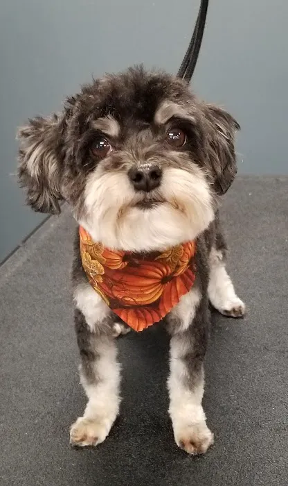 Animal Kare Center Picture 6