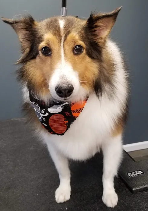 Animal Kare Center Picture 5