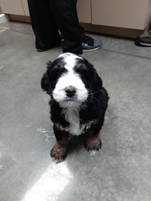 Animal Kare Center Picture 9