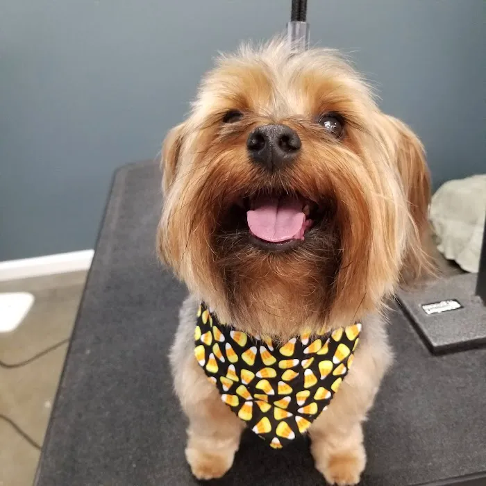 Animal Kare Center Picture 7