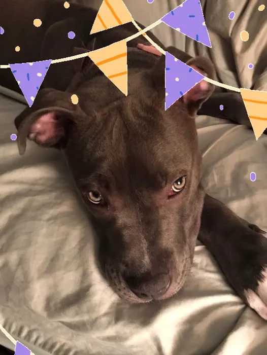 Bluegrass Animal Healthcare Picture 4