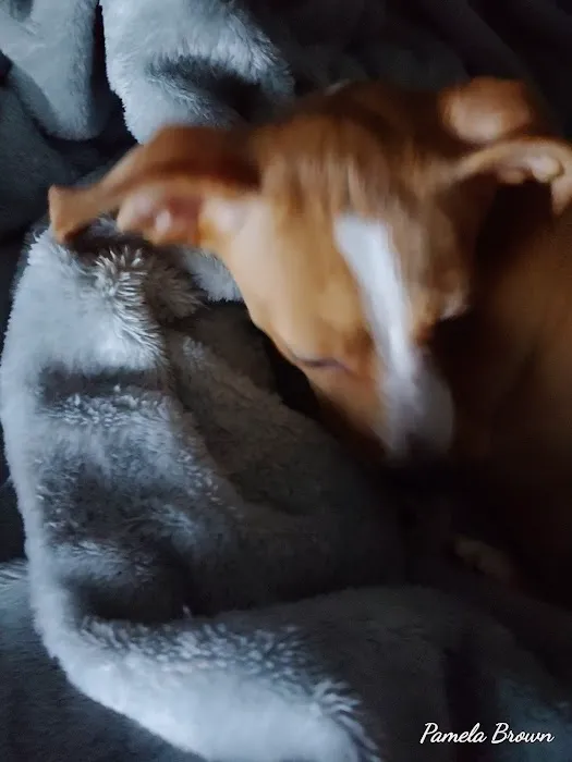 Bluegrass Animal Healthcare Picture 2