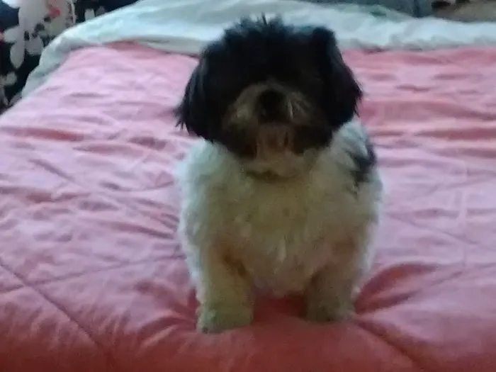 Bluegrass Animal Healthcare Picture 3