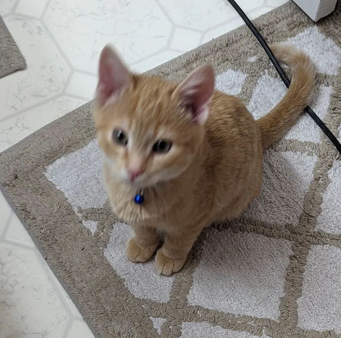 Bluegrass Animal Healthcare Picture 8