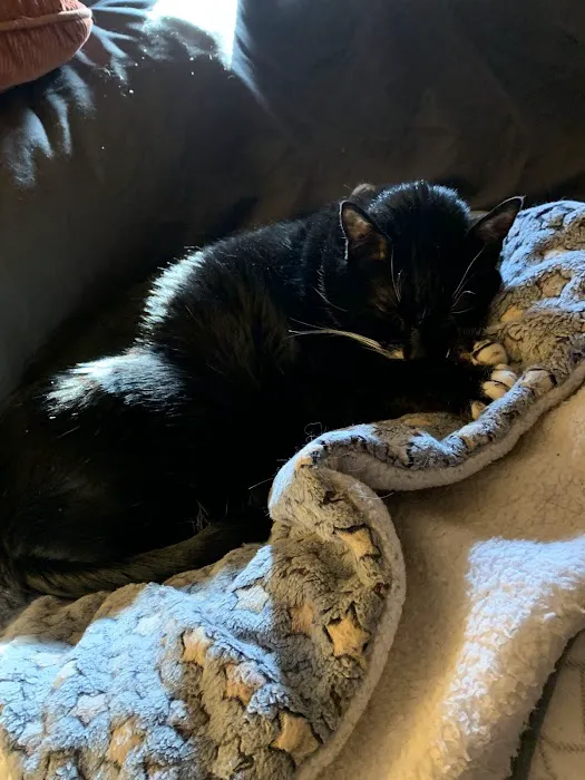 Animal Medical Center of Mayfield Picture 2