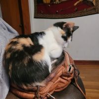 Animal Medical Center of Mayfield ico