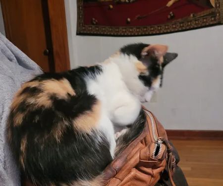 Animal Medical Center of Mayfield