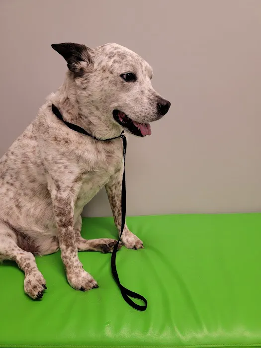 Animal Medical Center of Mayfield Picture 5