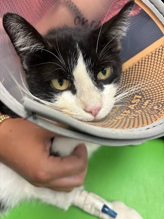 Animal Medical Center of Mayfield Picture 9