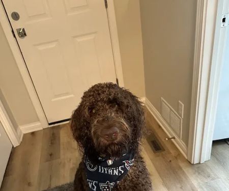 Westside Veterinary Service, LLP