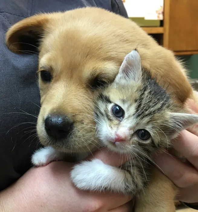 Westside Veterinary Service, LLP Picture 10