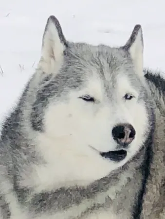 Hawthorne Animal Clinic Picture 1