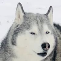 Hawthorne Animal Clinic ico