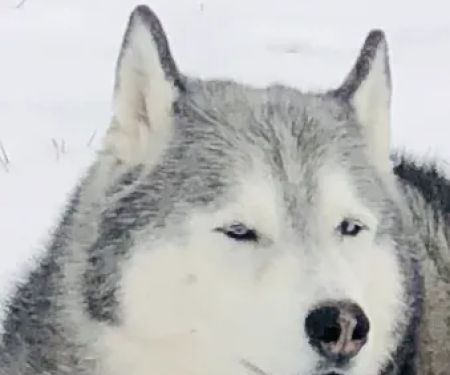 Hawthorne Animal Clinic