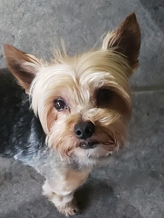 Hawthorne Animal Clinic Picture 2