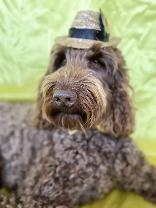 Hawthorne Animal Clinic Picture 4