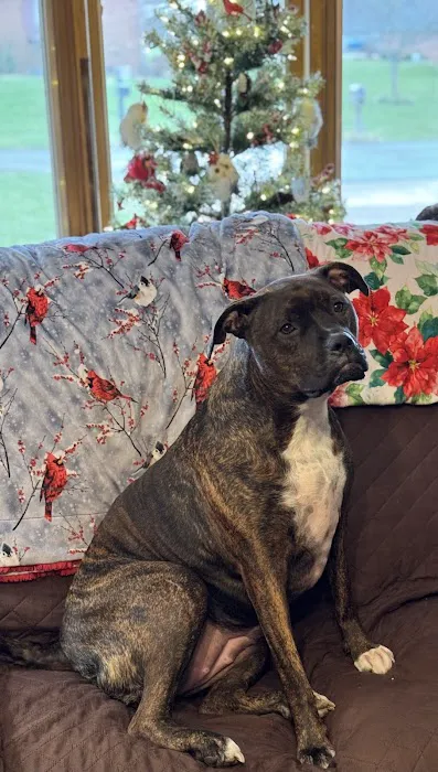 Hawthorne Animal Clinic Picture 7