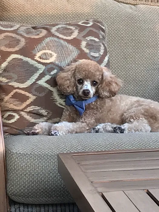 Hawthorne Animal Clinic Picture 9