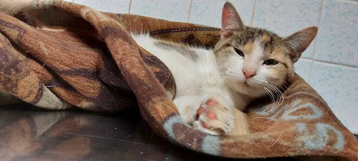 Henderson Animal Clinic Picture 6