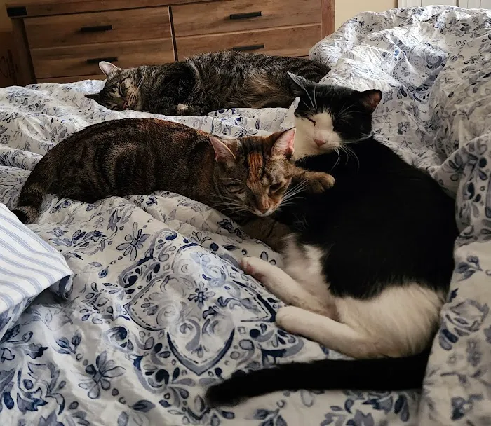 Henderson Animal Clinic Picture 10