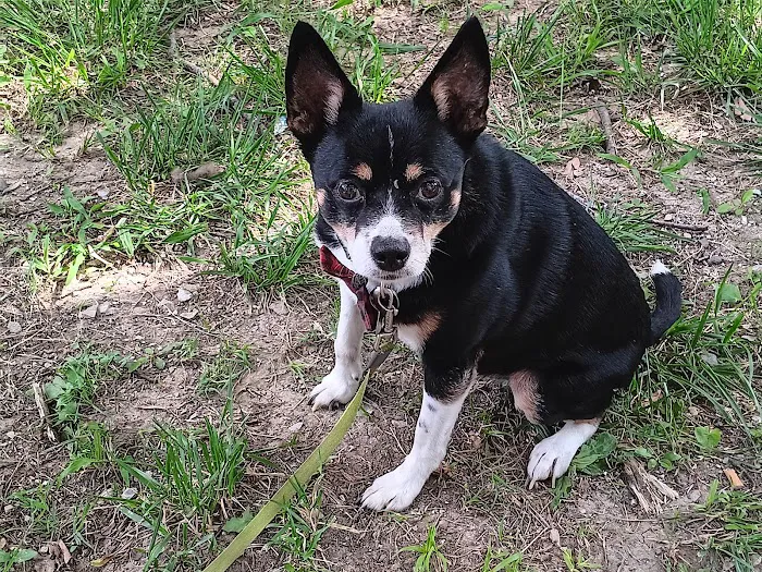 Henderson Animal Clinic Picture 1