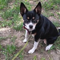 Henderson Animal Clinic ico