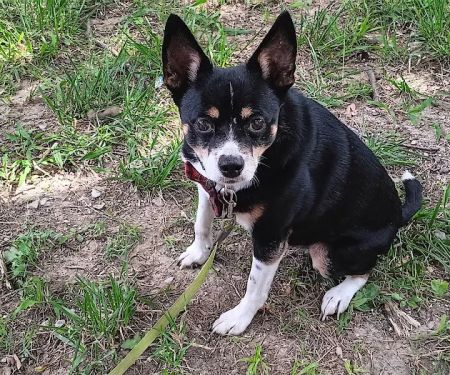 Henderson Animal Clinic