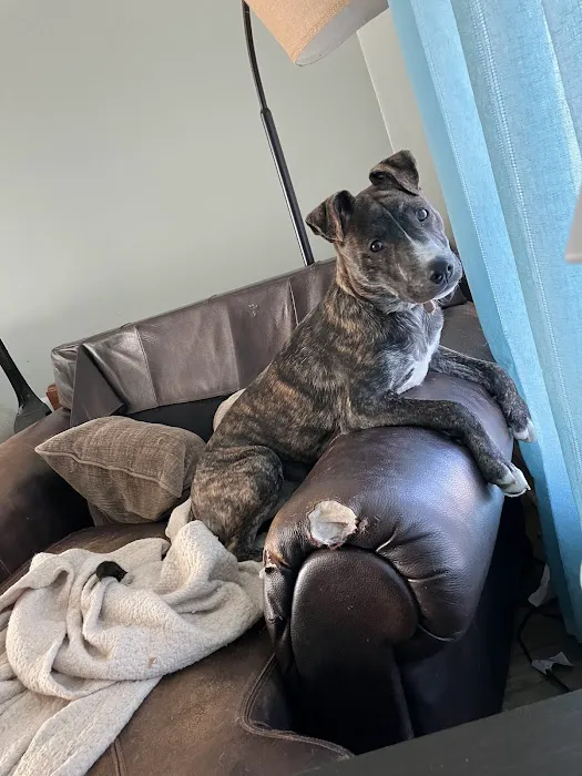 Henderson Animal Clinic Picture 8