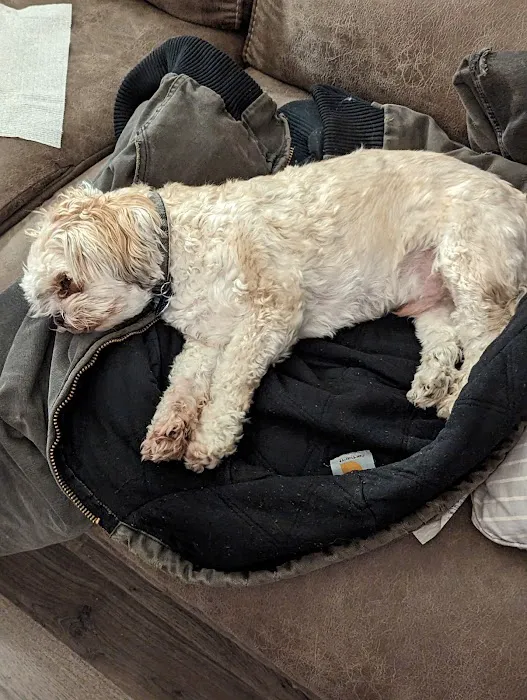 Henderson Animal Clinic Picture 2