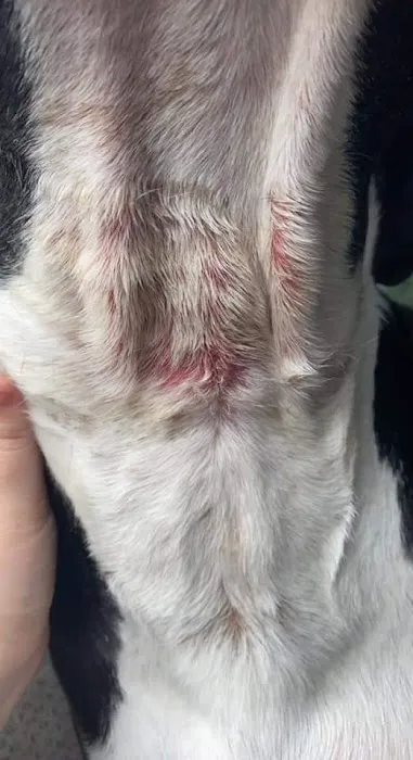 Henderson Animal Clinic Picture 7