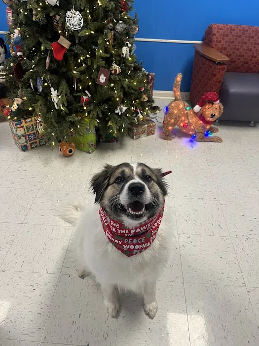 Southside Animal Hospital Picture 1