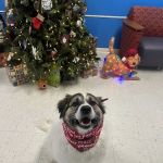 Southside Animal Hospital