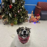 Southside Animal Hospital ico