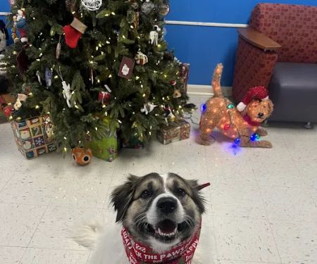 Southside Animal Hospital