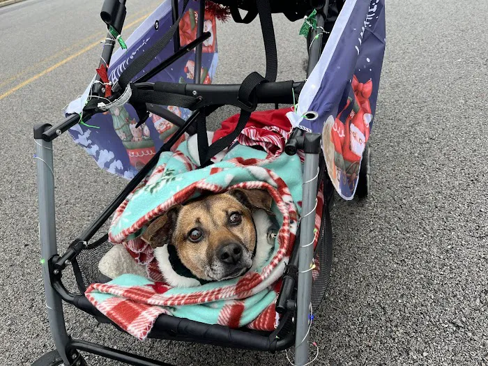 Southside Animal Hospital Picture 2