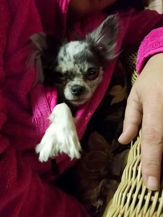 Southside Animal Hospital Picture 10