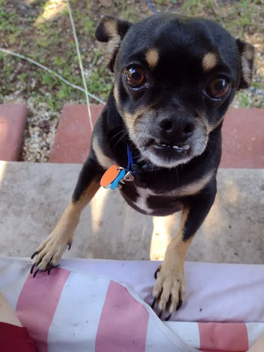 Southside Animal Hospital Picture 6