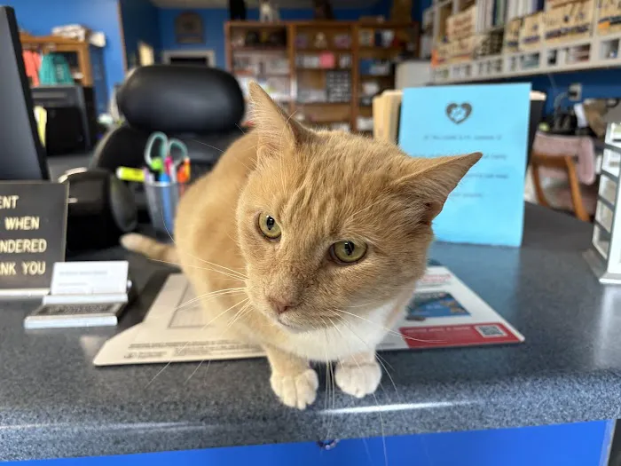 Southside Animal Hospital Picture 4