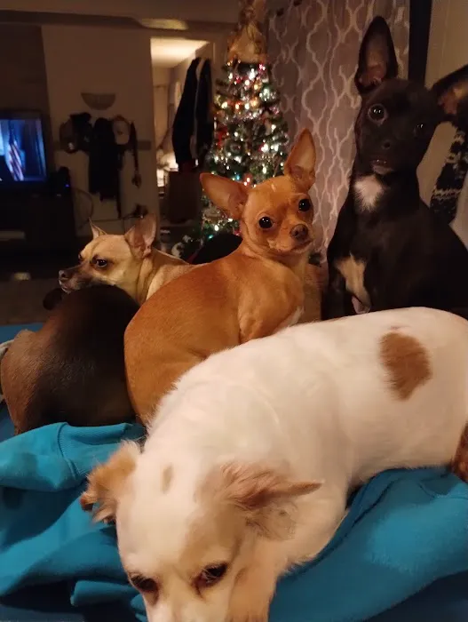 Animal Hospital Picture 6