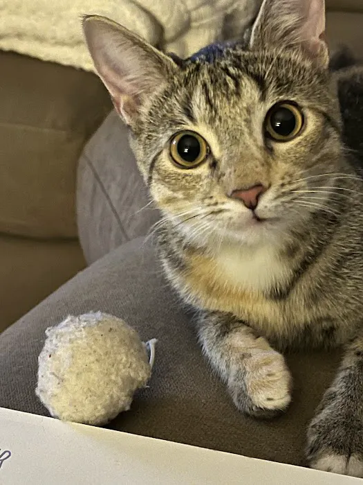 Animal Hospital Picture 4