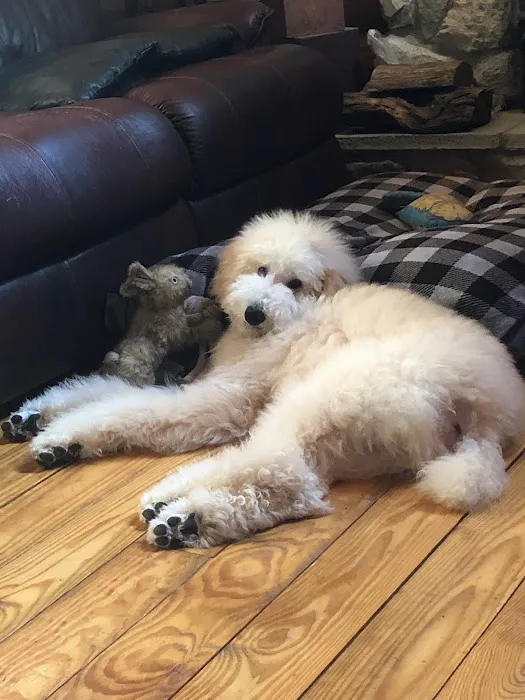 Animal Hospital Picture 5