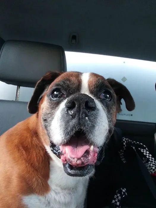 Animal Hospital Picture 8