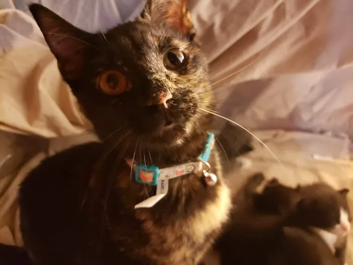 Dr. Joanna Stallings Picture 1