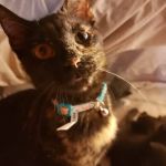 Dr. Joanna Stallings