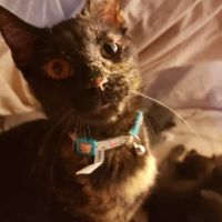 Dr. Joanna Stallings ico