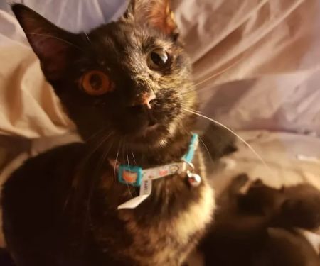 Dr. Joanna Stallings