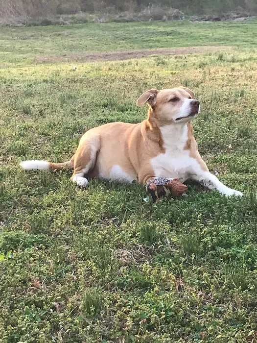 Pennyrile Animal Clinic Picture 1